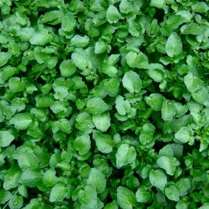 Watercress