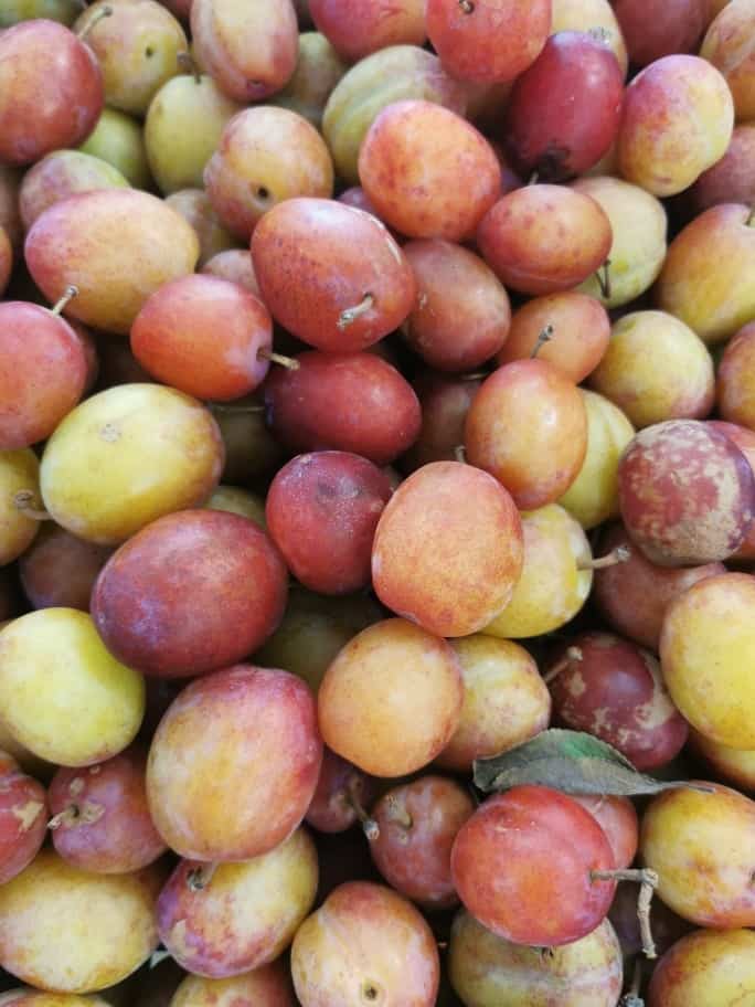 Plums, Victoria, Hereford Marshford Organic Foods